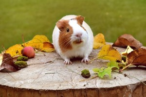 Guinea pig on log