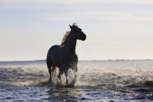 Horse running through surf. Horse feed.