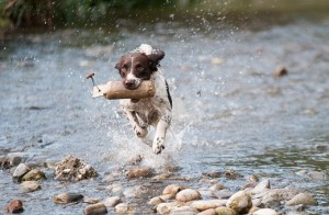 spaniel running through water