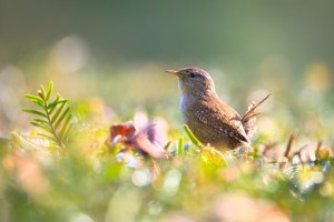Wren in garden