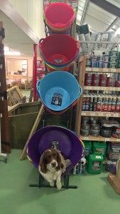 Spaniel in a tubtrug
