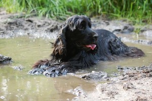 black dog in mud puddle
