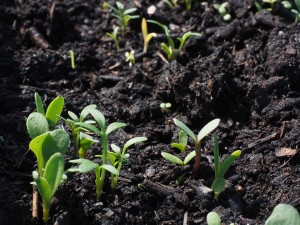 Seedlings in earth