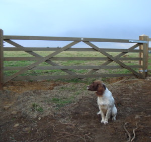 Dog and gate in field