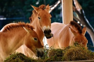 horses eating hay