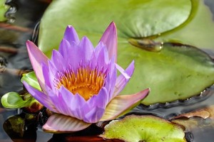 Water lily in pond