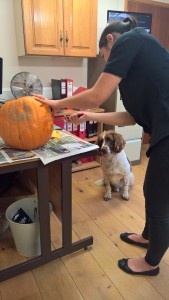 carving pumpkin in kitchen with spaniel watching