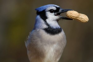 blue jay with peanut in beak