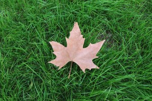 maple leaf in autumn on grass