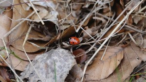 ladybird on autumn leaves