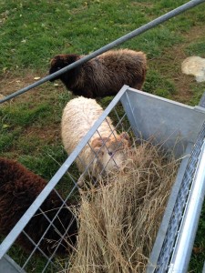 Ouessant sheep eating hay
