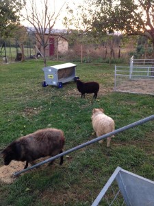 Hay rack and Ouessant sheep in field in France