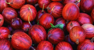 Red gooseberries