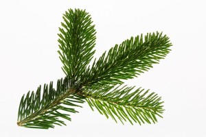 Nordmann Fir branch