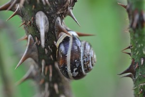 rose stem thorn and snail