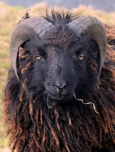 Ouessant ram 