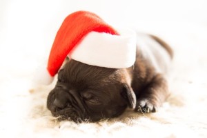 Puppy asleep wearing Santa hat