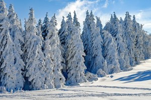 Snow covered pine trees