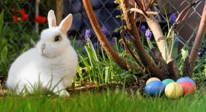 White rabbit outdoors with painted eggs