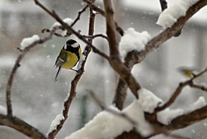 Blue Tit bird in snow covered tree