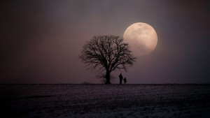 Moonlit snow scene