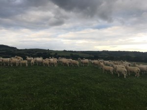 Texel sheep in field