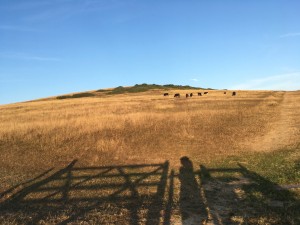Burton Bradstock field in summer
