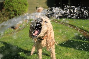 dog cooling down under hosepipe spray