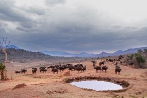bison at watering hole