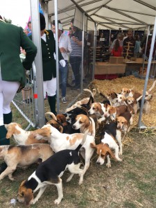 Beagle pups about to go into show ring