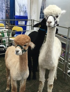 Llamas at a country show