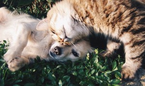 Cat cuddling up to dog
