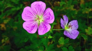 Herbaceous geranium
