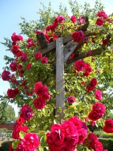 Red climbing rose
