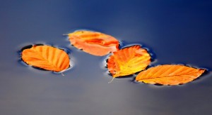Autumn leaves floating on water