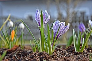 crocuses in soil