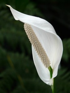 spathiphyllum-53063__340