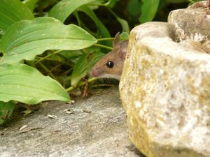 mouse peeping out from rock