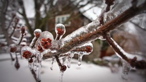 Berry tree encased in ice