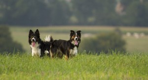 border collie dogs in field