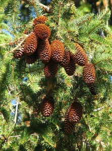 Norway spruce tree and cones