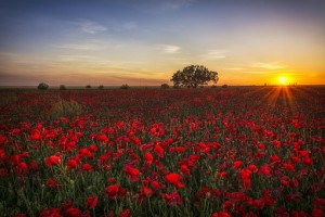 poppies-1086135__340