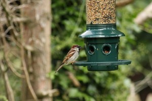 Sparrow at bird feeder