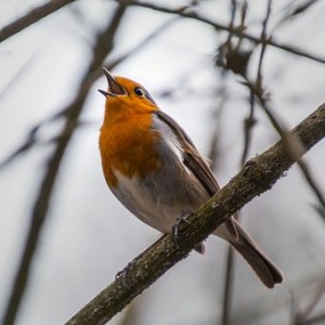 Robin singing in tree
