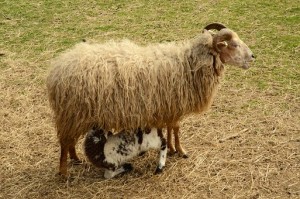 lambs suckling ewe