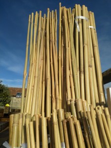 Bamboo canes against blue sky