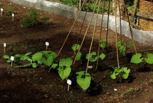 Young plants around bamboo canes