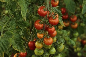 Tomatoes on the vine