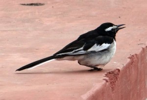 pied wagtail on pink step