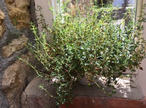Thyme herbs growing in a cup on a windowsill